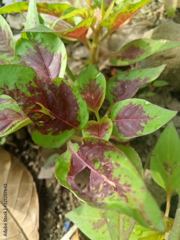 image of houseplants is very beautiful . leaves with a blend of two colors image of houseplants is very beautiful . leaves with a blend of two colors