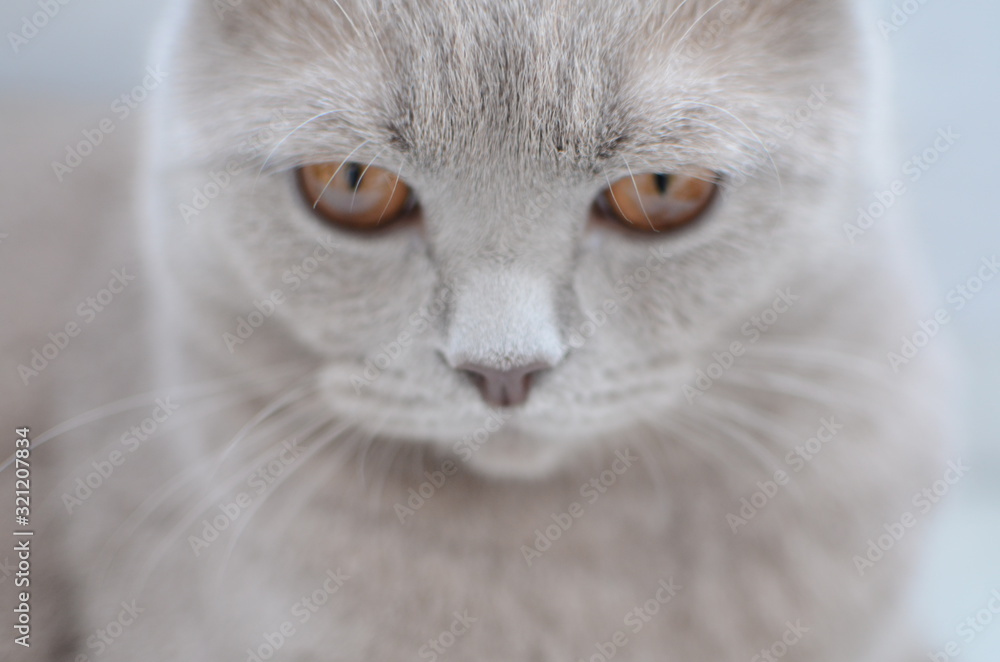 head cat close up on light background