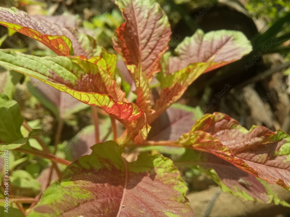 image of houseplants is very beautiful . leaves with a blend of two colors image of houseplants is very beautiful . leaves with a blend of two colors