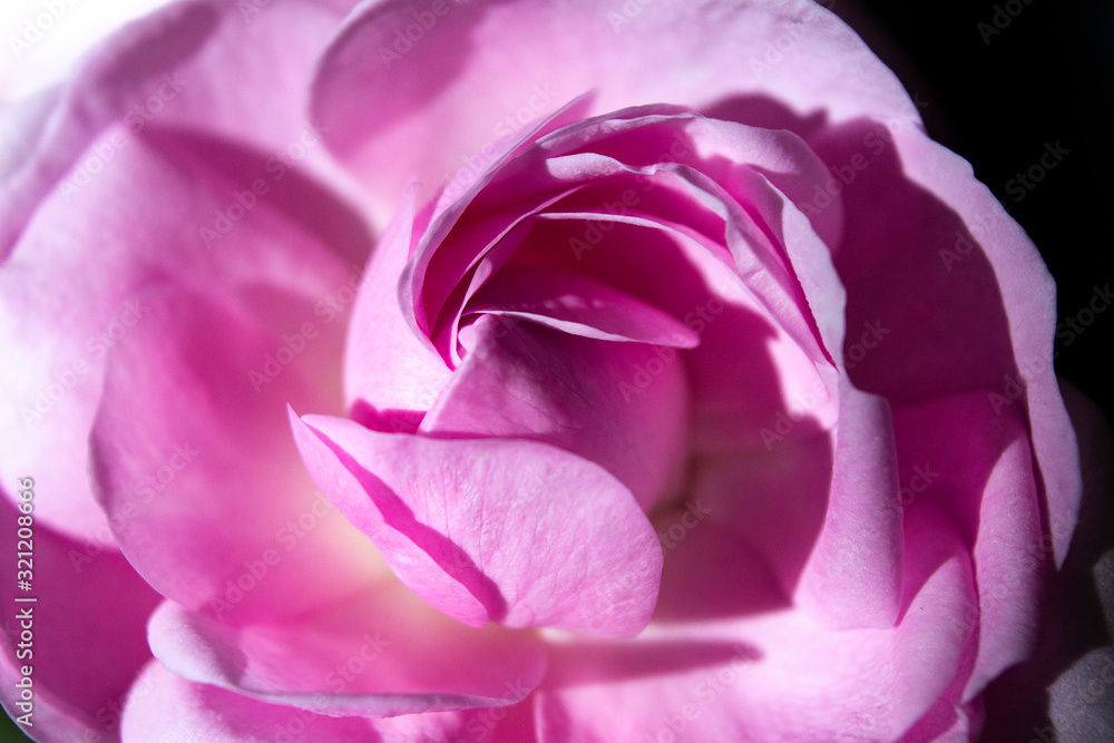 blurred macro pink rose blurred macro pink rose