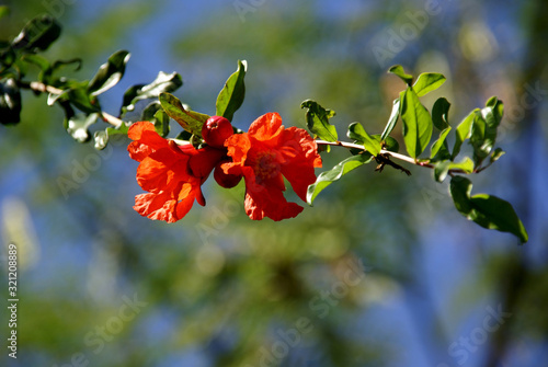 flowering branch of pomegranate photo