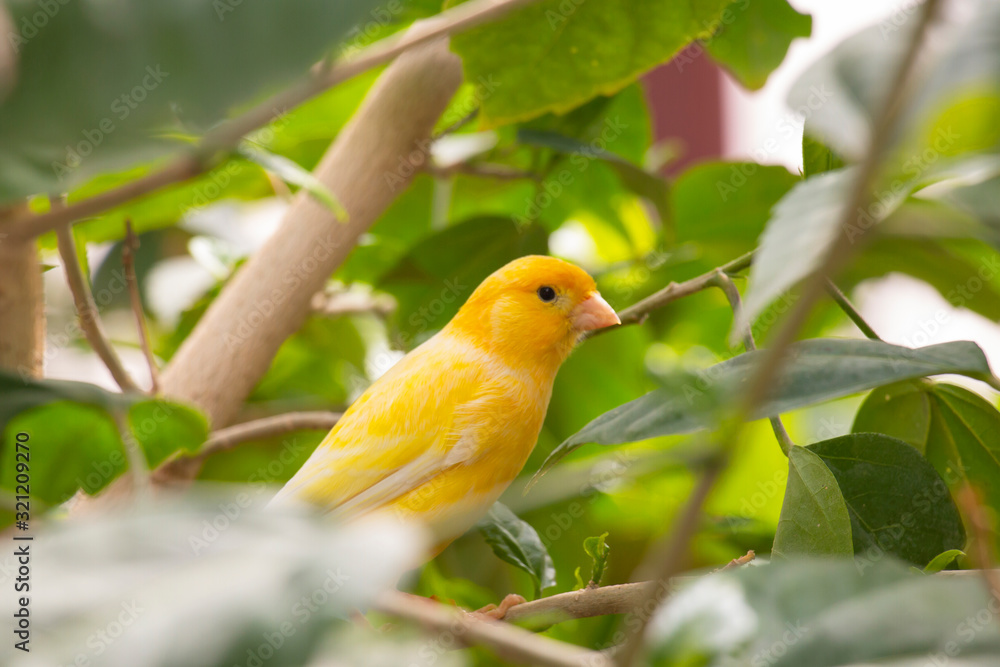 yellow canary in a leaf of green plants yellow canary in a leaf of green plants