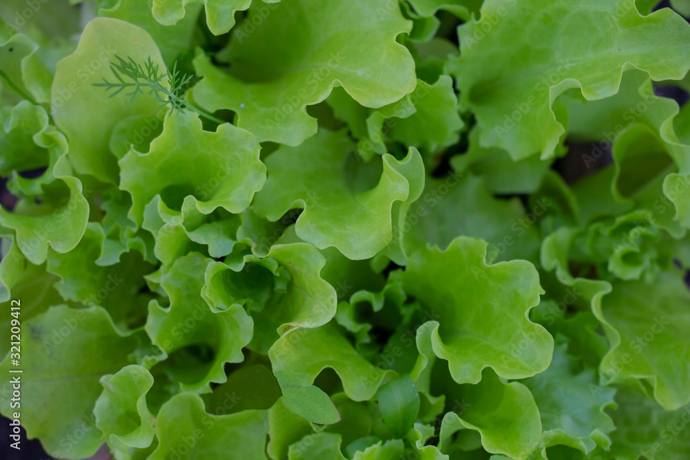 leaves of fresh green lettuce in the garden leaves of fresh green lettuce in the garden