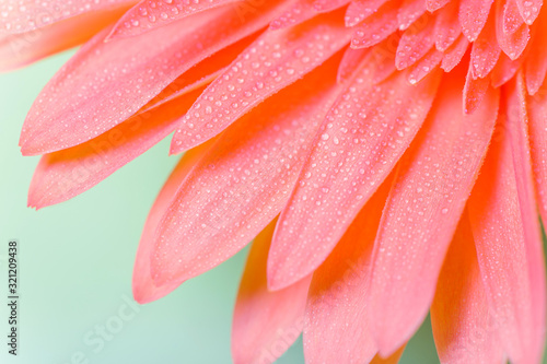 Beautiful fresh gerbera flowers with dew drops on the petals.