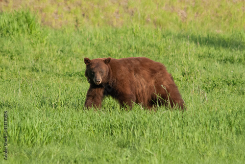 A cinnamon bear  baribal bear  is eating a grass on a top of Whistler Blackcomb slope.
