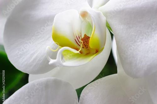 White orchid individually in room. Close-up. photo