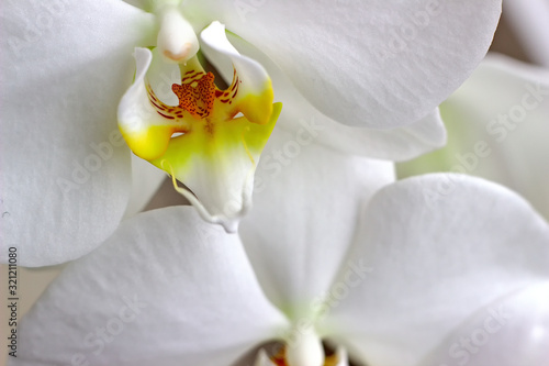 White orchid individually in room. Close-up.