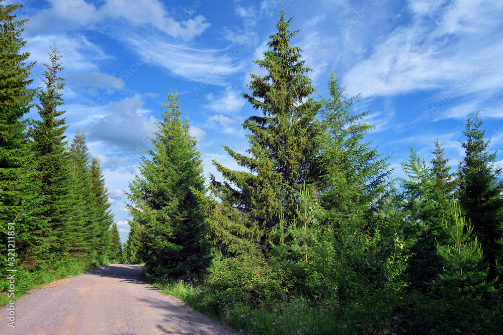 Summer landscape in the spruce forest. Fir tree on sunny summer day.