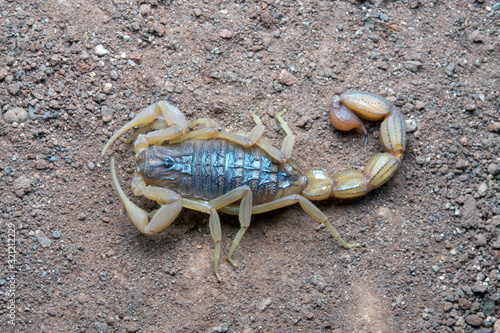 Hottentota tamulus, Common Indian Scorpion. Pune, Maharashtra