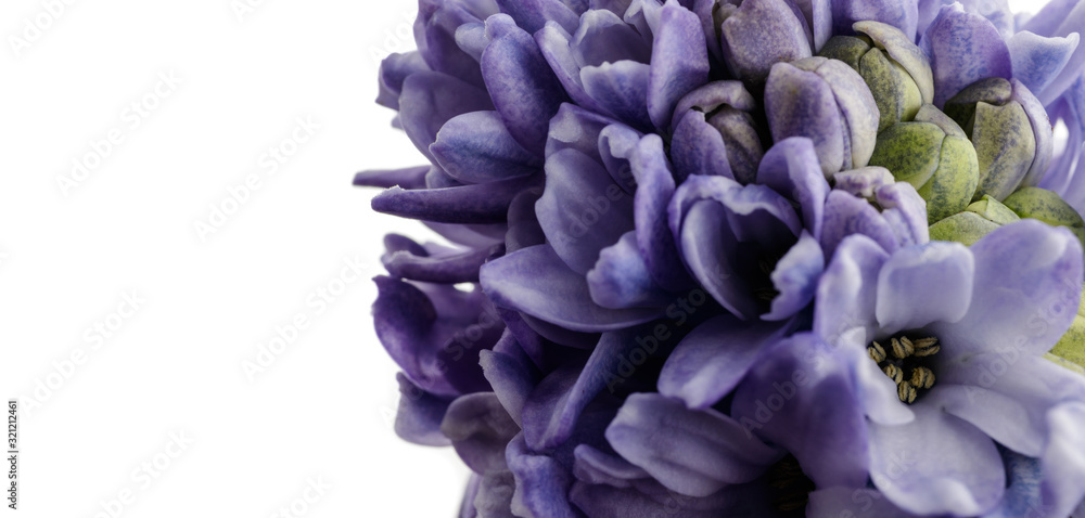 Hyacinth as background. Blossom. Hyacinth as background. Blossom.