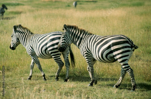 Common Zebra pair in Maasai Mara  Kenya.