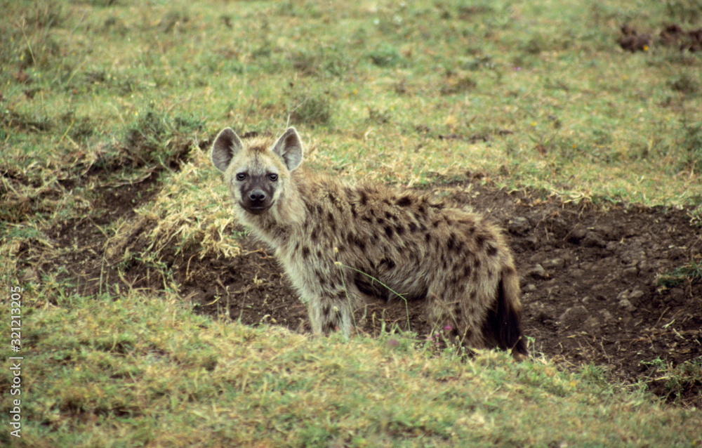 Spotted Hyena in Serengeti National Park, Tanzania. Spotted Hyena in Serengeti National Park, Tanzania.