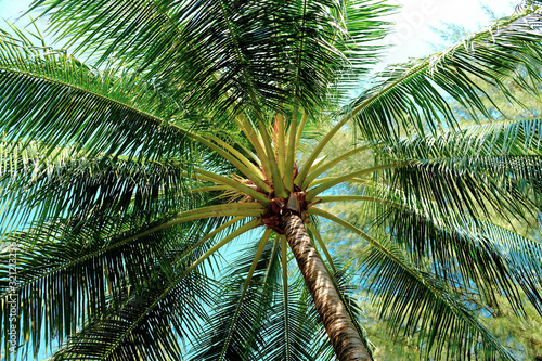 Closeup of branches of coconut palms under blue sky.