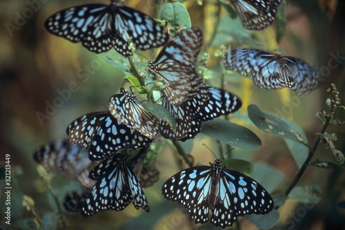 Photography Blue Tiger butterflies at Phansad Wildlife Sanctuary, near Murud Janjira / Roha,