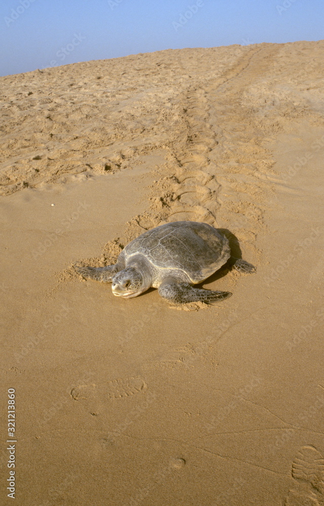 Obraz premium An Olive Ridley Sea turtle (female) returning to the sea after laying eggs on Rushikulya beach, Ganjam dist. of Orissa, India.