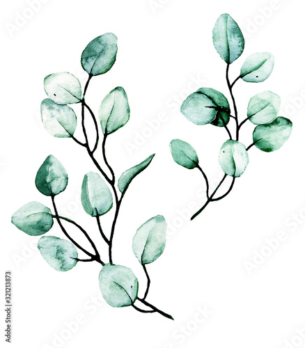 Leaf set, watercolor eucalyptus. Hand painting floral illustrations. Green leaves, plant, branch isolated on white background. 