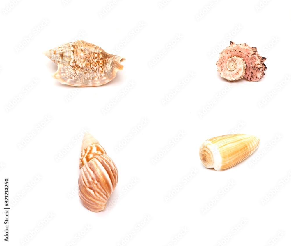 coquillages sur fond blanc coquillages sur fond blanc