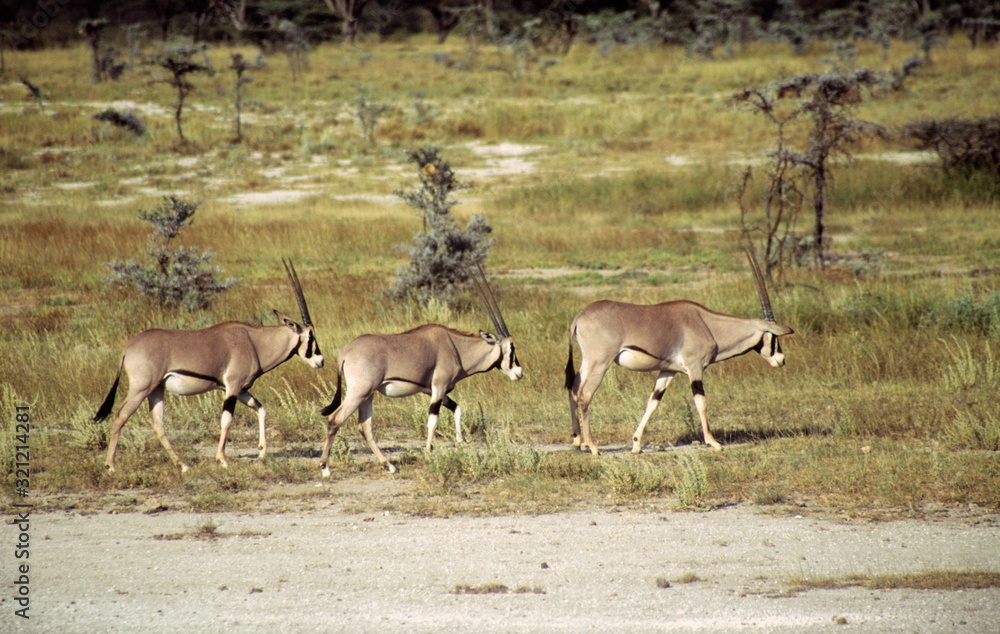 Beisa's Oryx (Oryx gazelle beisa) in Shaba National Reserve, Kenya. Beisa's Oryx (Oryx gazelle beisa) in Shaba National Reserve, Kenya.