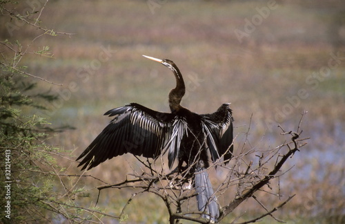 A Darter (Anhinga melanogaster) in KEoloadeo Ghana National Park (Bharapur), Rajasthan. photo