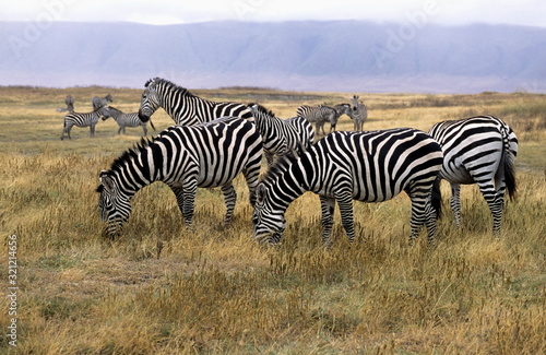 Plain's (Common) Zebra (Equus burchellii) in Ngorongoro Conservation Area, Tanzania..