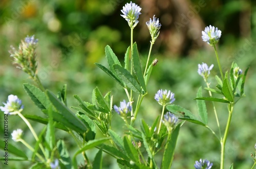 Bild auf Leinwand Spice, fenugreek blooms. growing in soil in a vegetable garden.