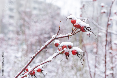 red berries in the snow