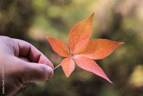 hold a red  yellow leaf in  hand. Autumn in small details