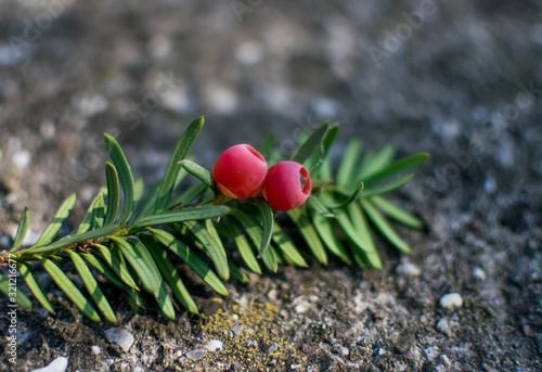 small red fruits of a conifer. photo