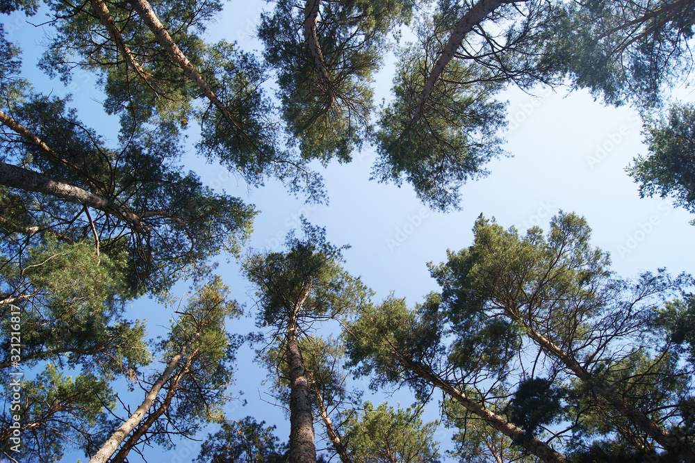 Looking up at the sky from an spring pine forest ground and the sun's rays. Looking up at the sky from an spring pine forest ground and the sun's rays.