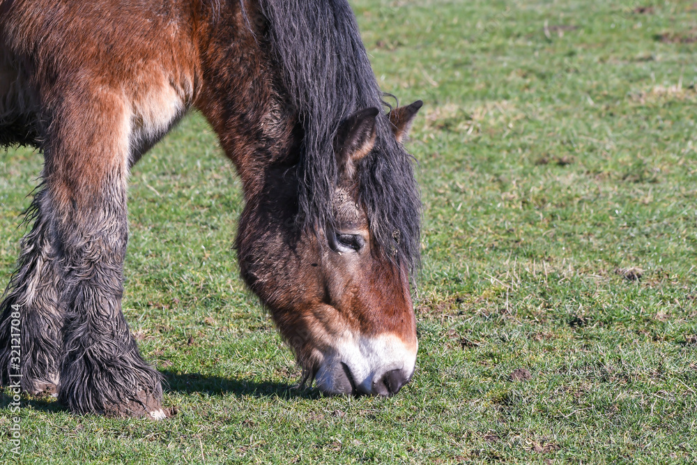 Fototapeta premium horse grazing in a meadow