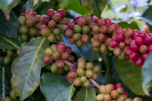 Saipan Arabica coffee beans In order to get good products, they must be planted in high terrain.