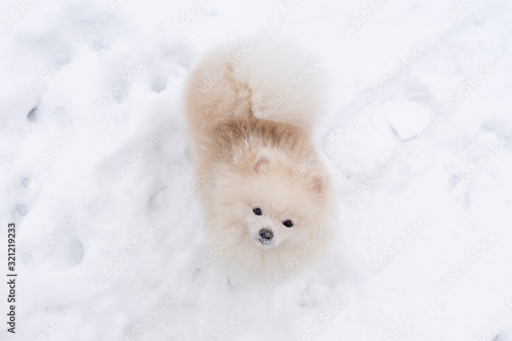 White puppy. Cute white pomeranian on snow background. 