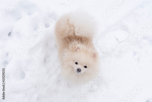 White puppy. Cute white pomeranian on snow background.  © natalia