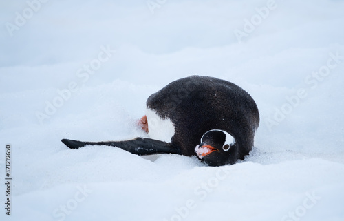 Penguins sliding instead of walking downhill on the snow as they descend to the ocen to feed, Ronge Island, Graham Land, Antarctica photo