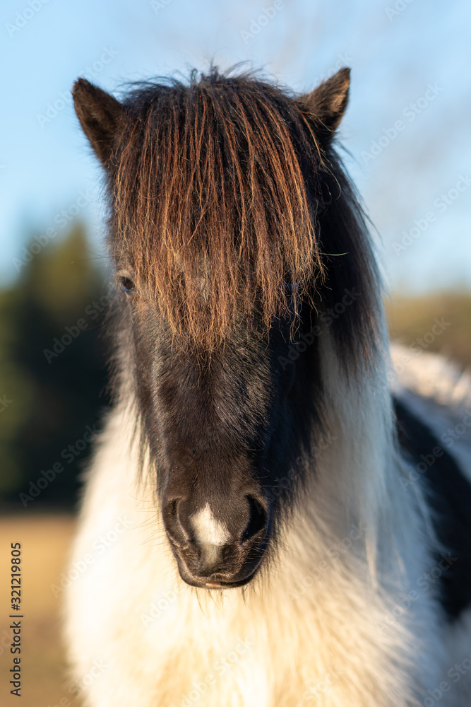 Φωτογραφία Portrait of a sweet pinto colored Icelandic horse foal