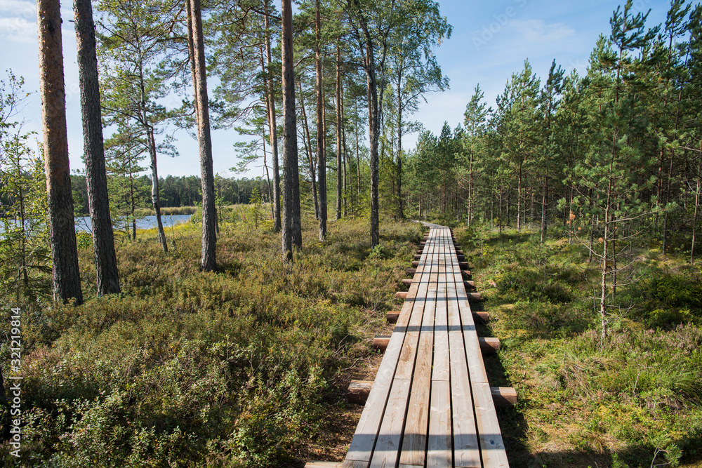 Fototapeta premium Woody road walk in swamp in summer sunny day.