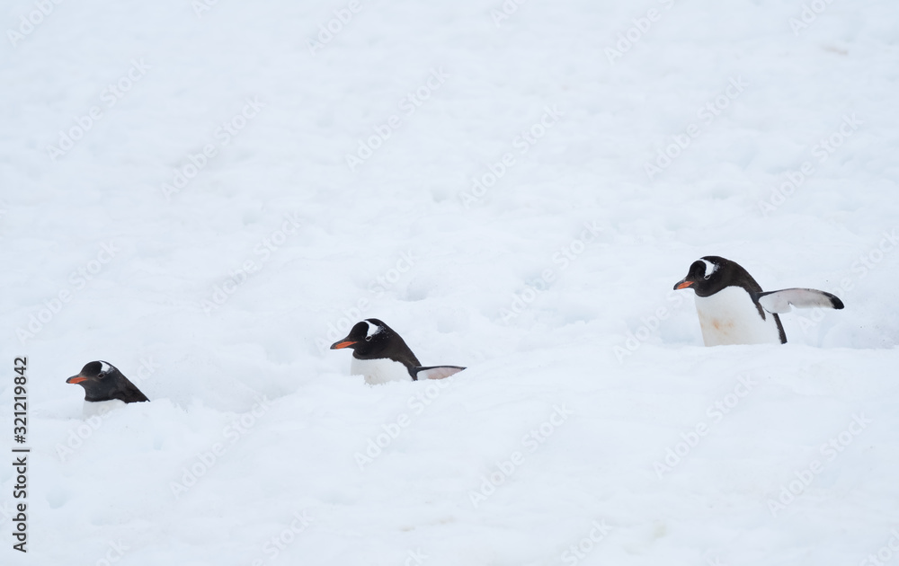 Φωτογραφία Heavy traffic in a penguin highway, Ronge Island (Curville) Graham Land, Antarctica