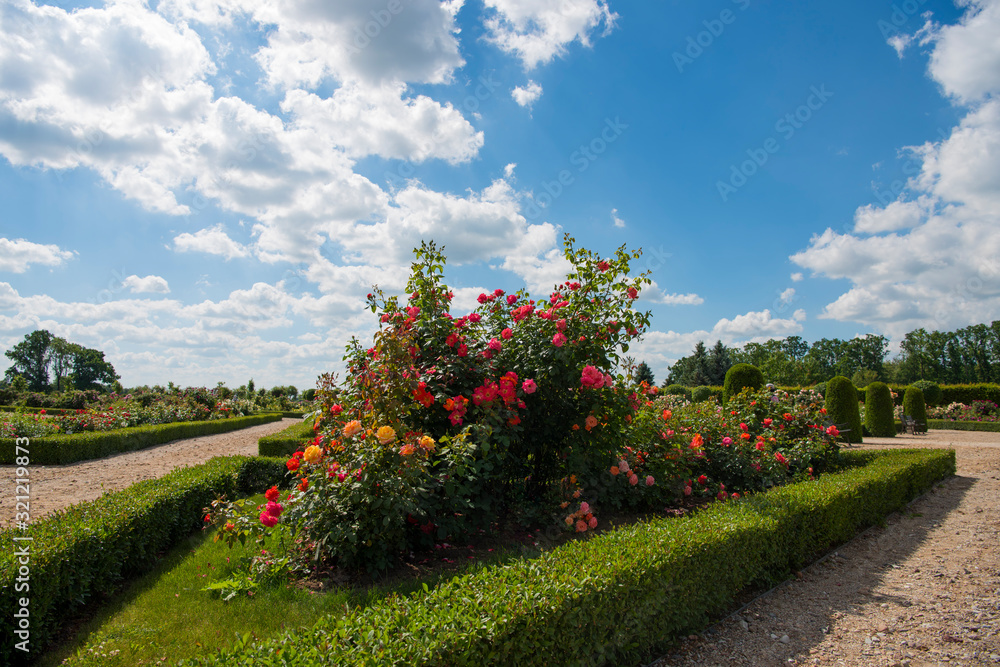 Roses garden in sunny summer day.