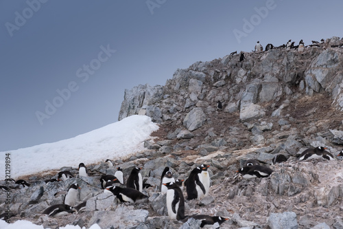 Crowded gentoo penguin breeding colonies  rookeries  on rocky outcrops surrounded by stunning icy landscapes  Graham Land  Antarctic Peninsula