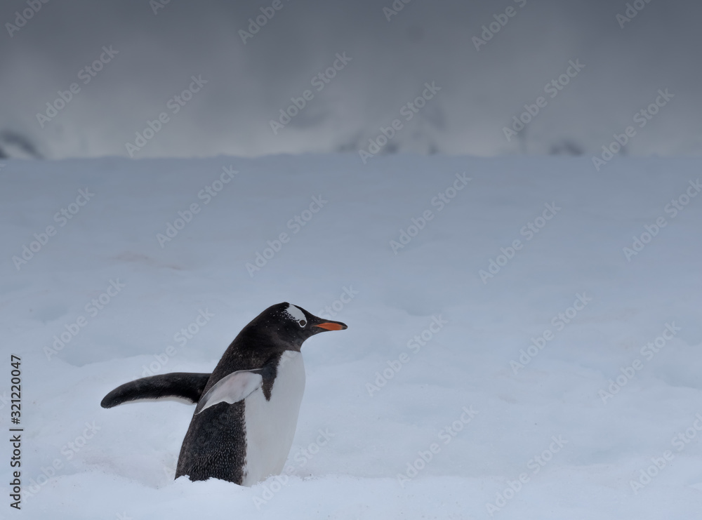 Fototapeta premium Gentoo penguin deep in a snow highway returning to the uphill rookeries, Ronge Island (Curville) Graham Land, Antarctica.