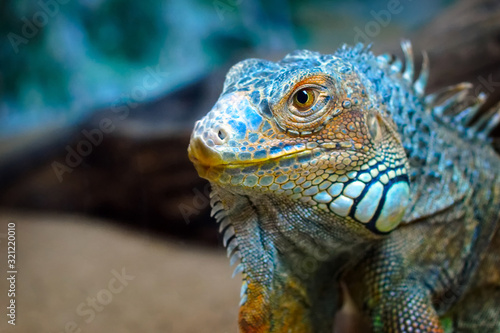 Portrait of an unusual reptile