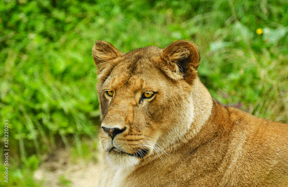 A female African lion lying on the ground at the zoo. A female African lion lying on the ground at the zoo.