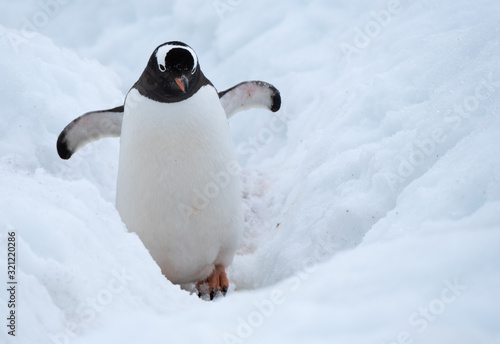 Gentoo penguin making its way to the ocean using a deep snow  penguin highway,, Ronge Island (also Curville), Graham Land, Antarctica. photo