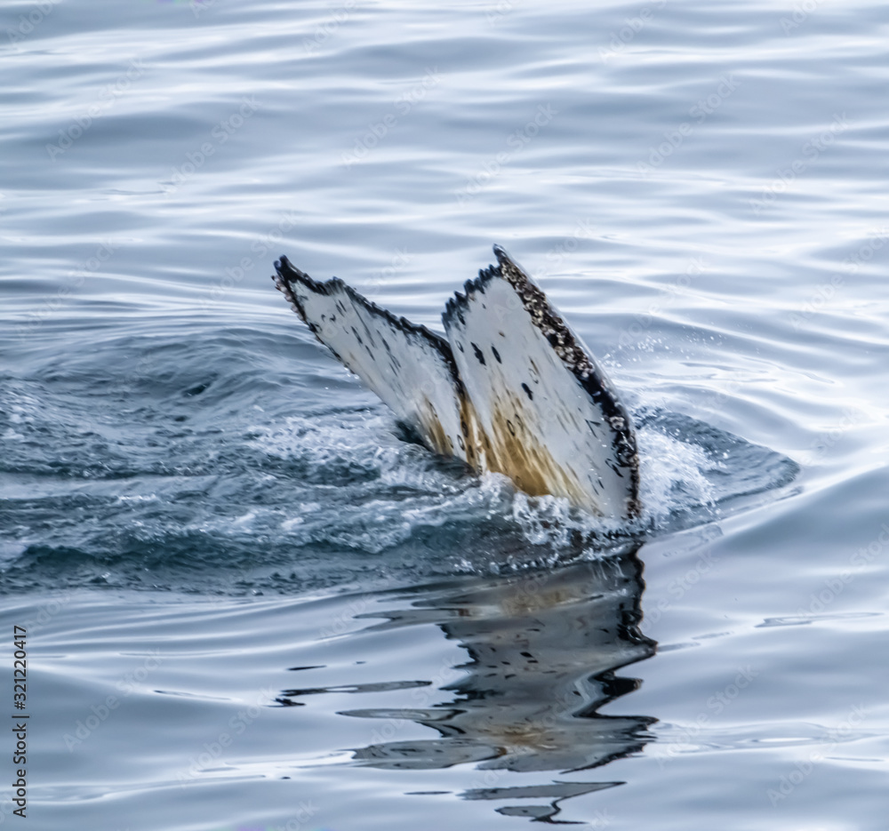 Fototapeta premium Close encounter with a group of humpabck whales in the waters off the west coast of Graham Land in the Antarctic Peninsula, Antarctica.