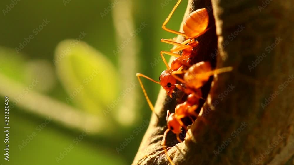 Ants climbing on tree , outdoor Chiangmai Thailand Ants climbing on tree , outdoor Chiangmai Thailand