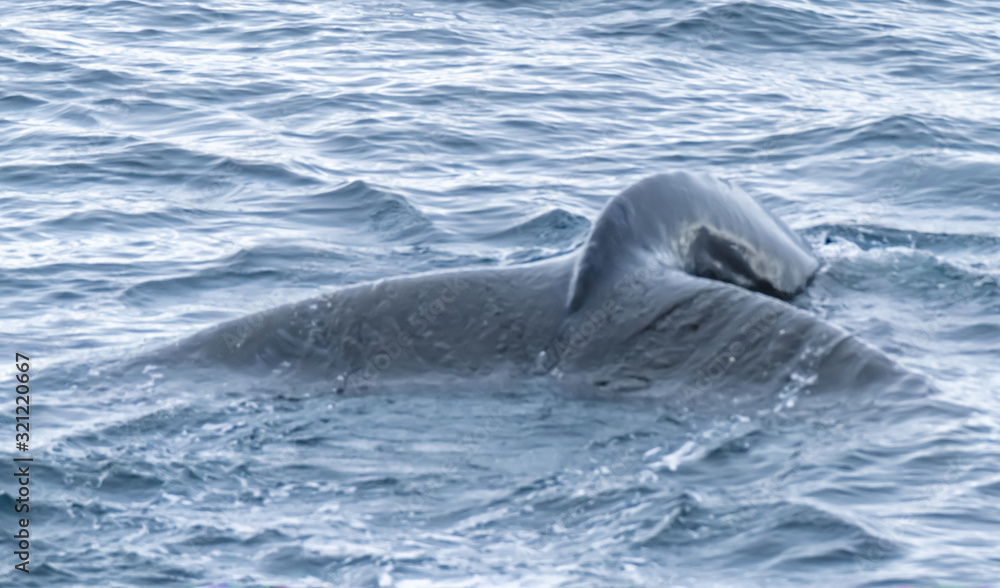 Obraz premium Close encounter with a group of humpabck whales in the waters off the west coast of Graham Land in the Antarctic Peninsula, Antarctica.