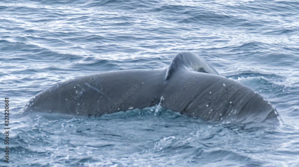 Obraz premium Close encounter with a group of humpabck whales in the waters off the west coast of Graham Land in the Antarctic Peninsula, Antarctica.