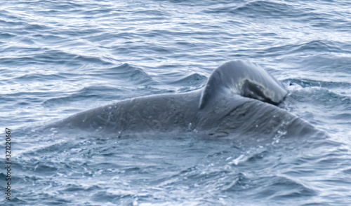 Close encounter with a group of humpabck whales in the waters off the west coast of Graham Land in the Antarctic Peninsula, Antarctica.