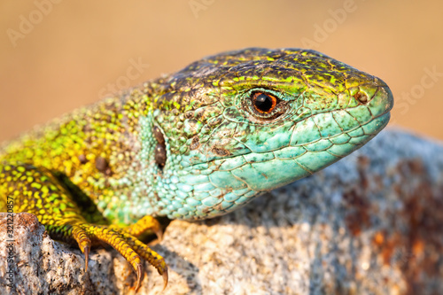 Close-up of european green lizard, lacerta viridis, male with textured skin and blue throat at sunset in summer. Wild reptile with prehistoric eye basking in the sun.