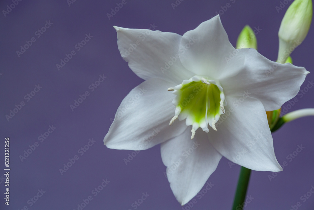 Fototapeta premium Beautiful Eucharis, the English name Amazon lily, flower close up against blue background.